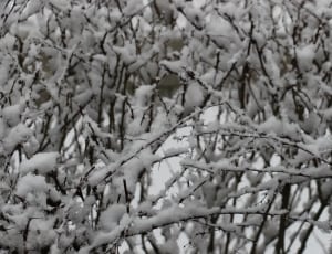black tree branches with snow thumbnail