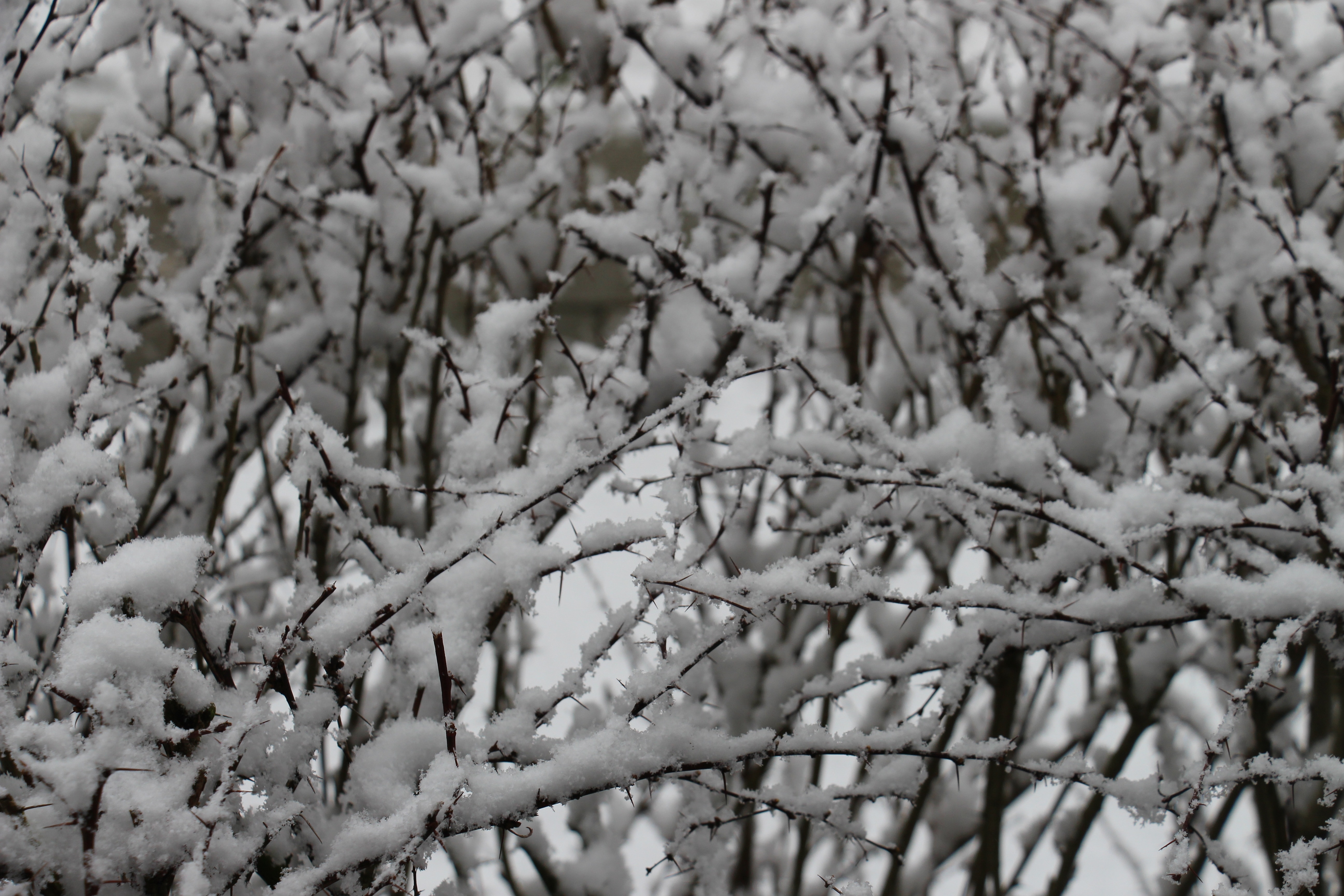 black tree branches with snow