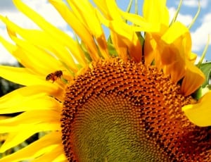 yellow sunflower and bee thumbnail