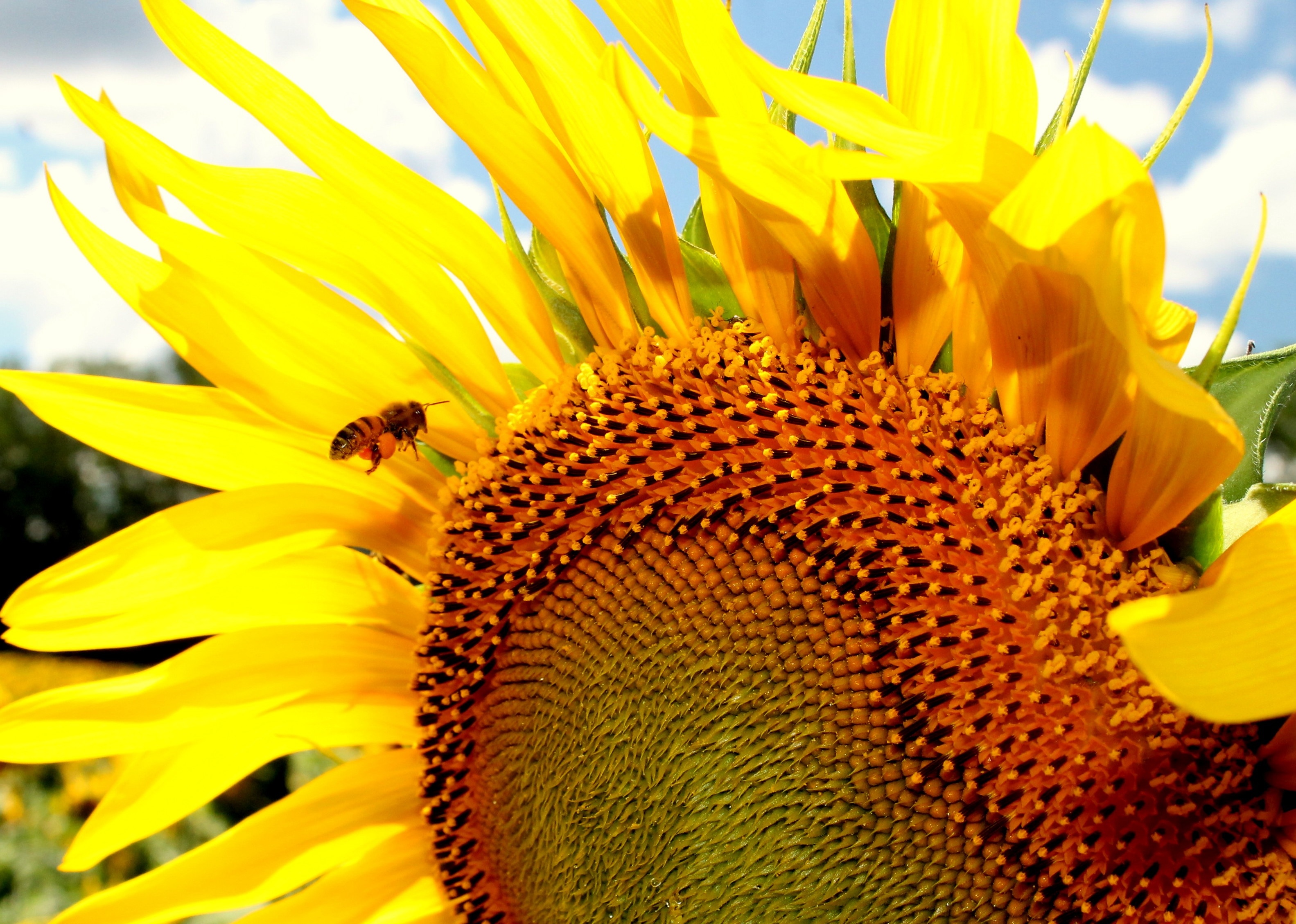 yellow sunflower and bee