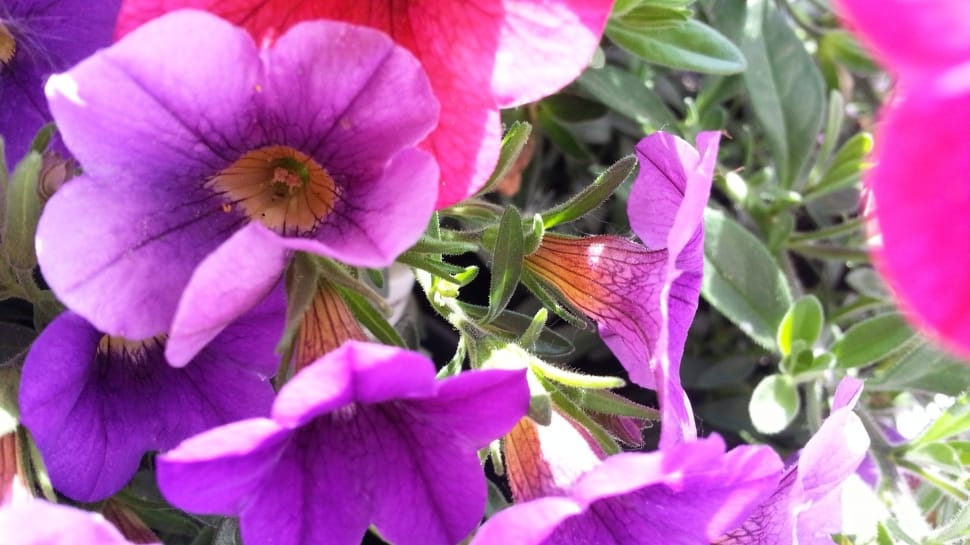 purple 5 petal flowers preview