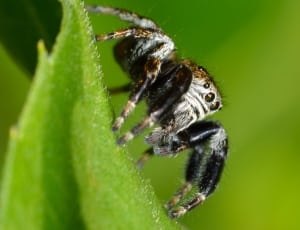 black and white jumping spider thumbnail