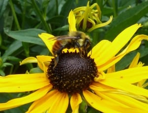 bee sipping nectar on sunflower during daytime thumbnail