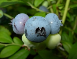 blue round fruit thumbnail