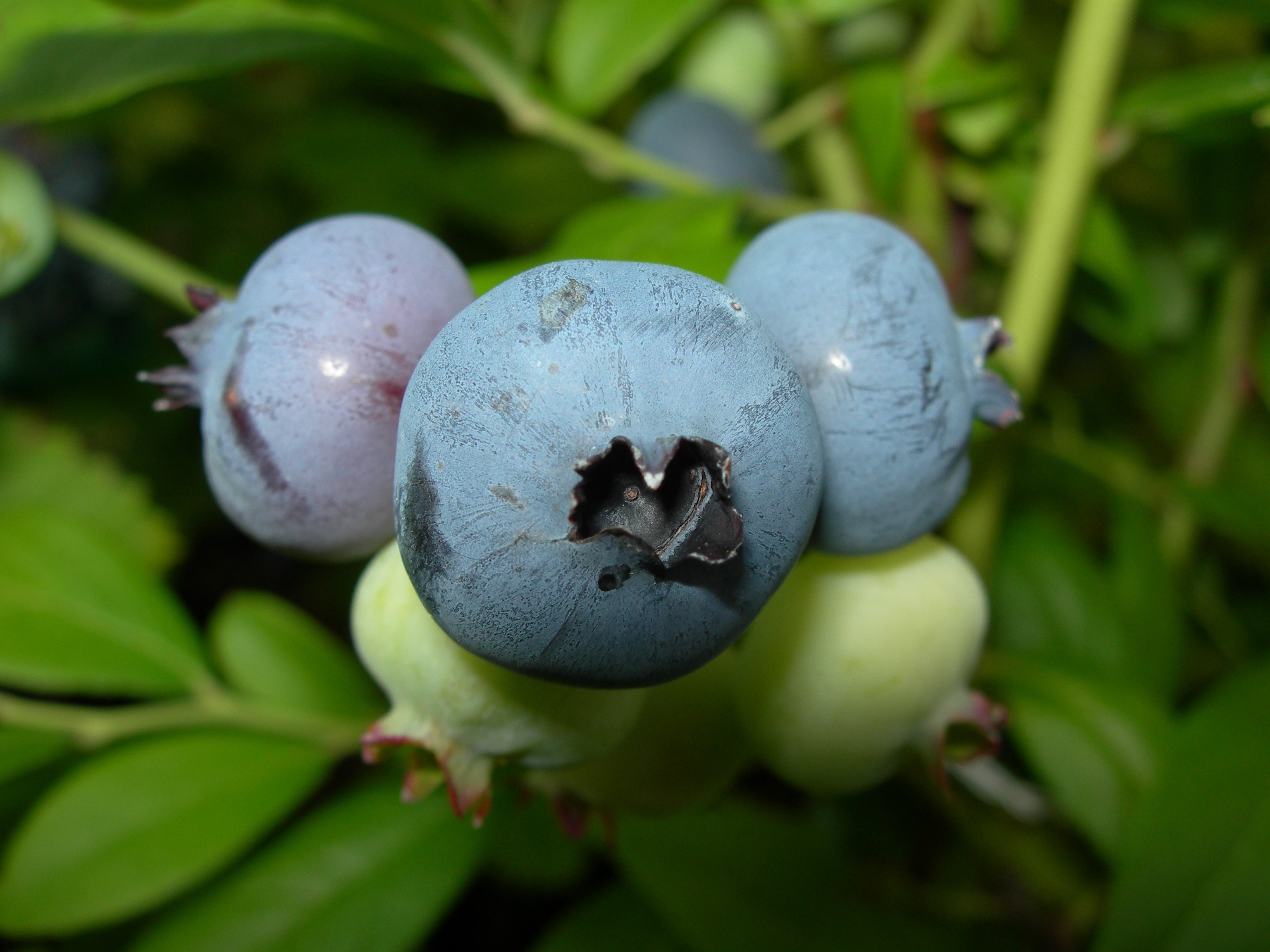 blue round fruit