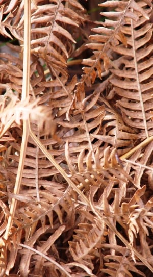 brown dried plant thumbnail