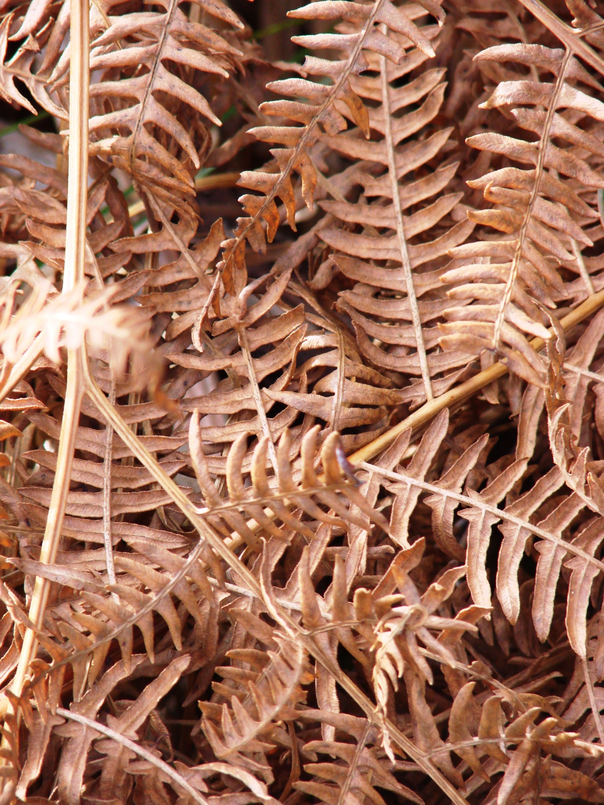 brown dried plant