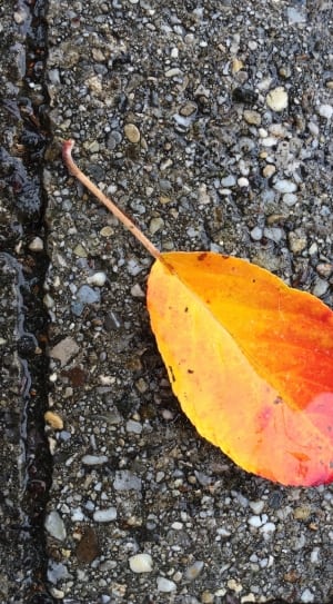 yellow and red leaf thumbnail