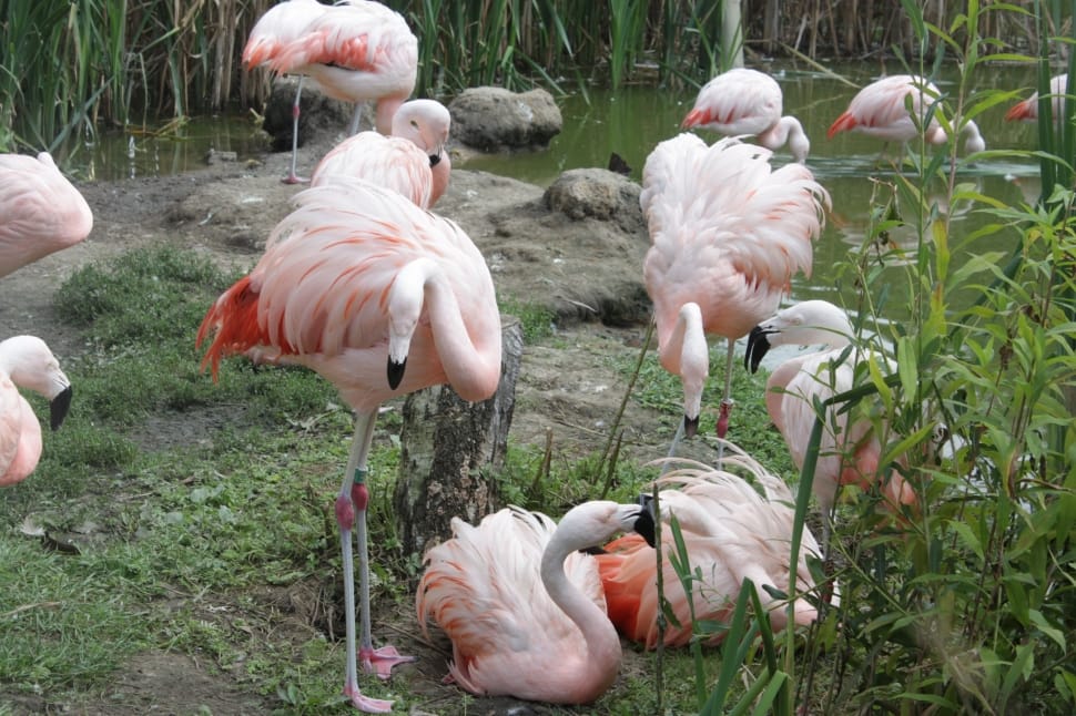 flocks of white and red flamingos preview