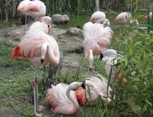 flocks of white and red flamingos thumbnail
