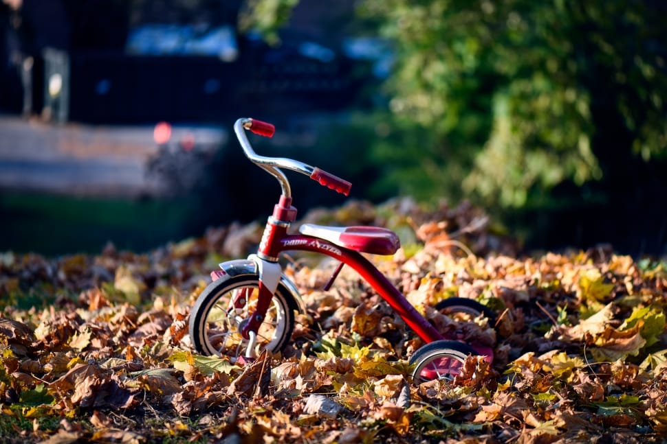 toddler's red and white radio flyer trike on withered leaves during daytime preview