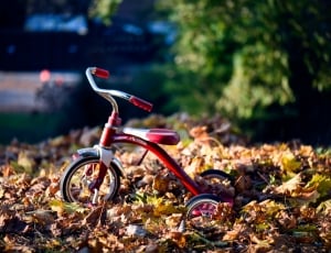 toddler's red and white radio flyer trike on withered leaves during daytime thumbnail