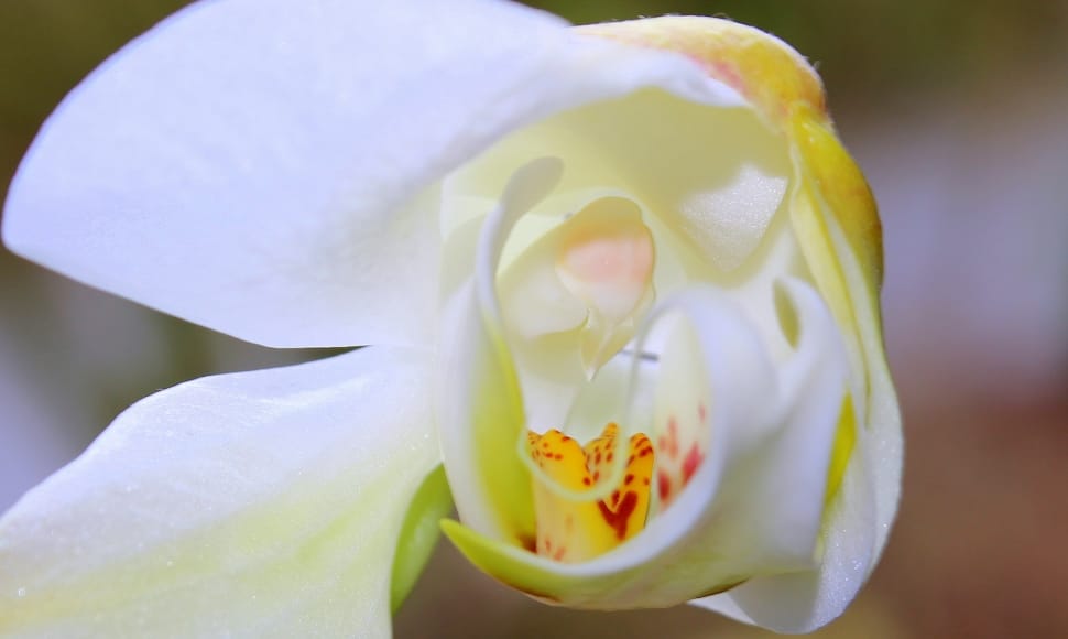 white and yellow moth orchids preview