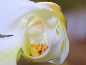 white and yellow moth orchids thumbnail