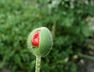red and green flower thumbnail