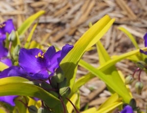 purple flower thumbnail