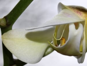 white orchid thumbnail