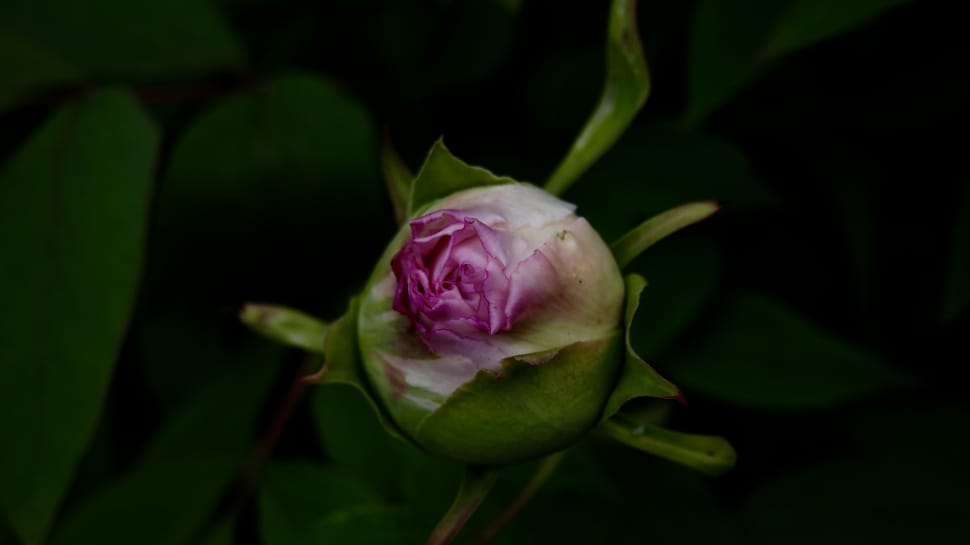 shallow focus photography of pink rose preview