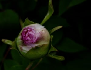 shallow focus photography of pink rose thumbnail