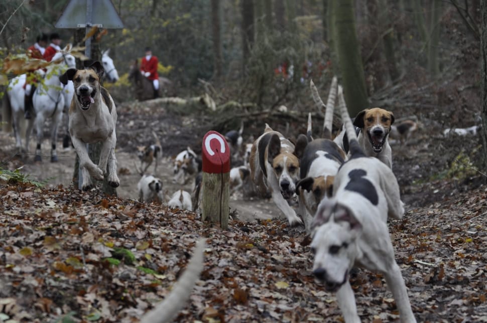 tricolor american foxhounds preview