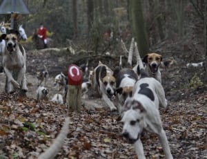 tricolor american foxhounds thumbnail