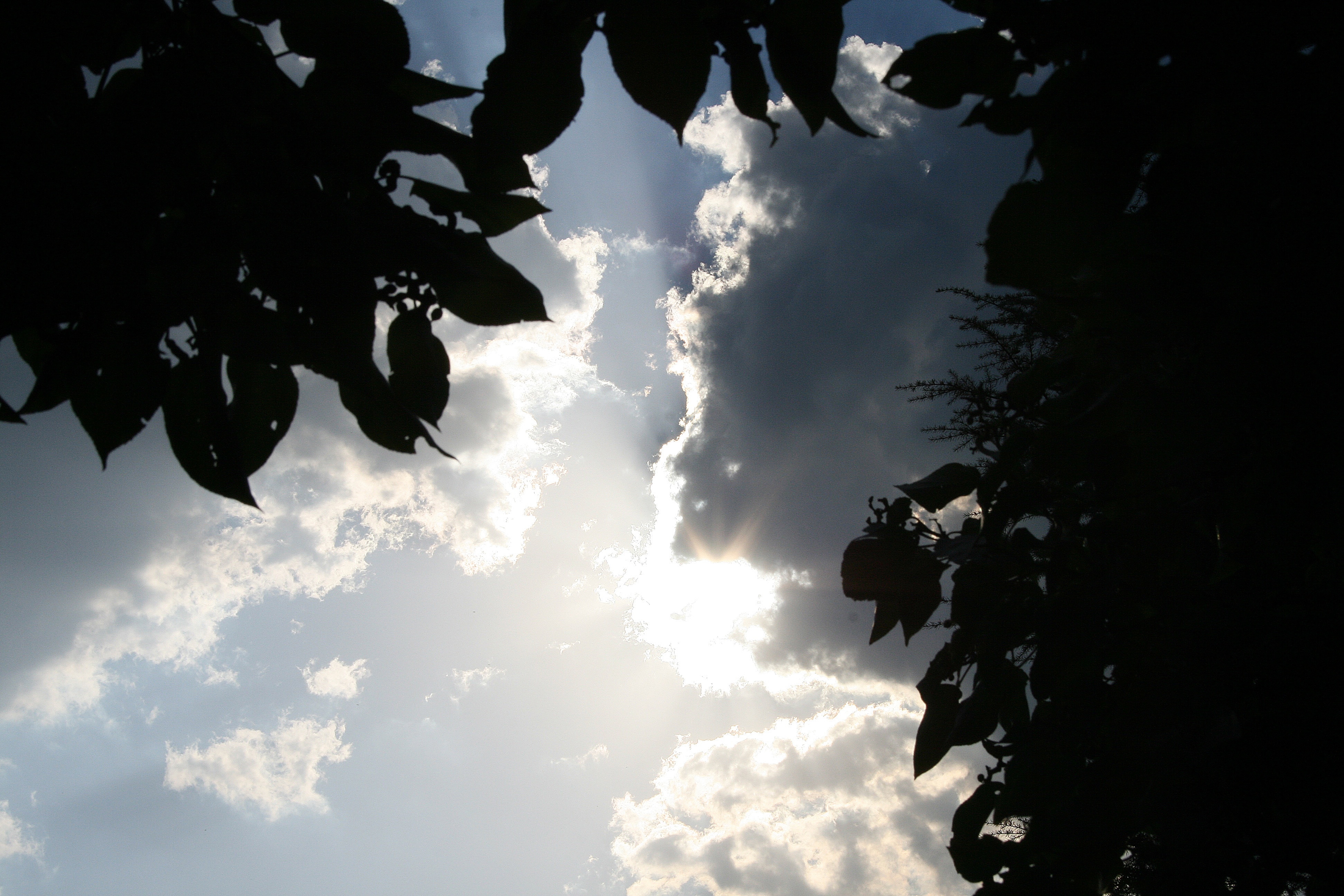 silhouette of leaves