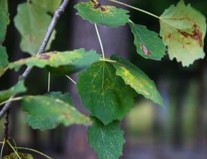 green grape leaves thumbnail