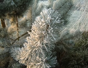 pine tree with snow thumbnail
