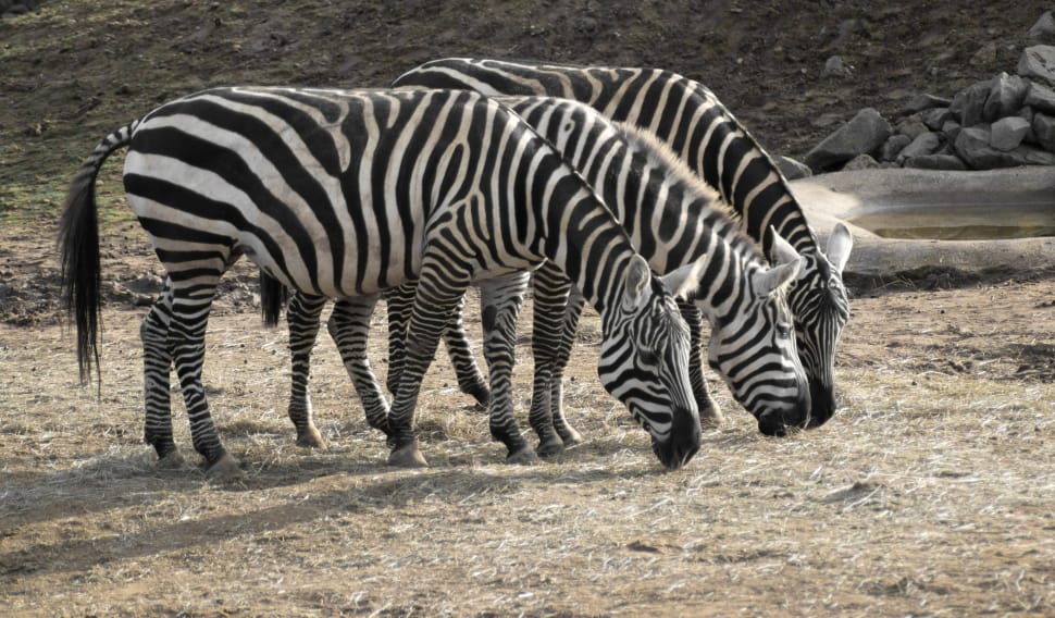 3 zebra animals preview