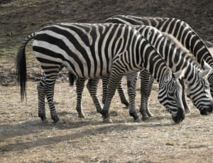 3 zebra animals thumbnail