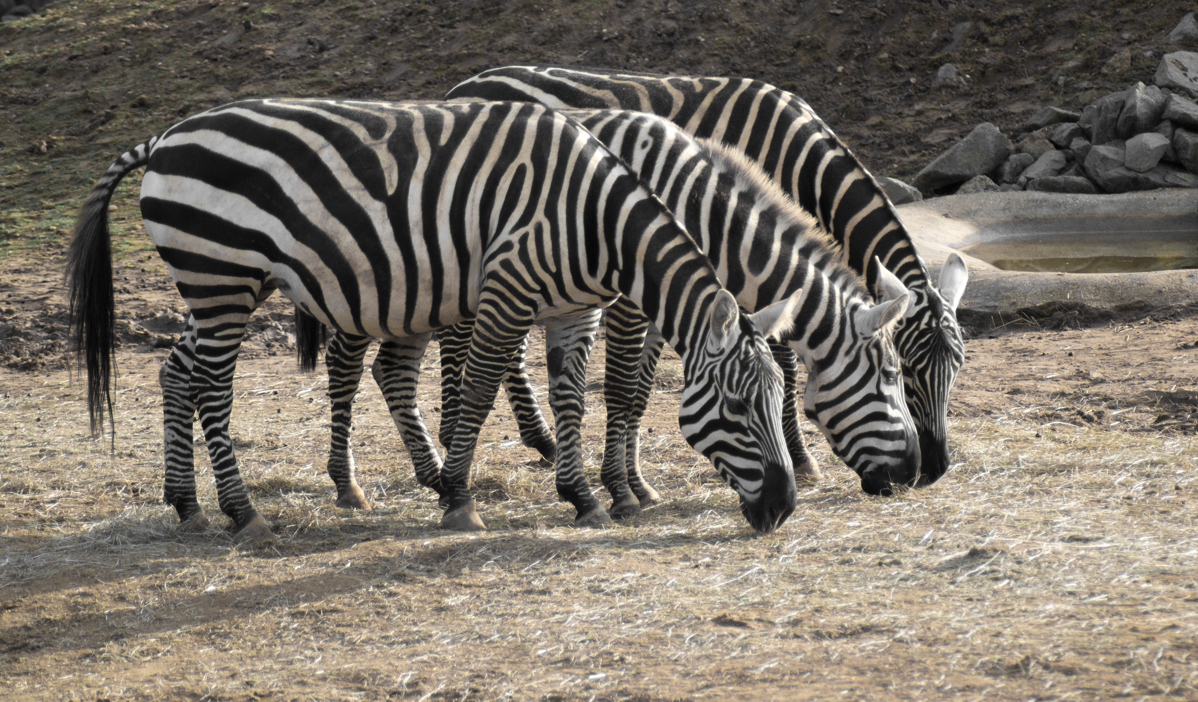 3 zebra animals