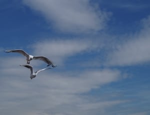 photograph two white eagles floating the air during daytime thumbnail