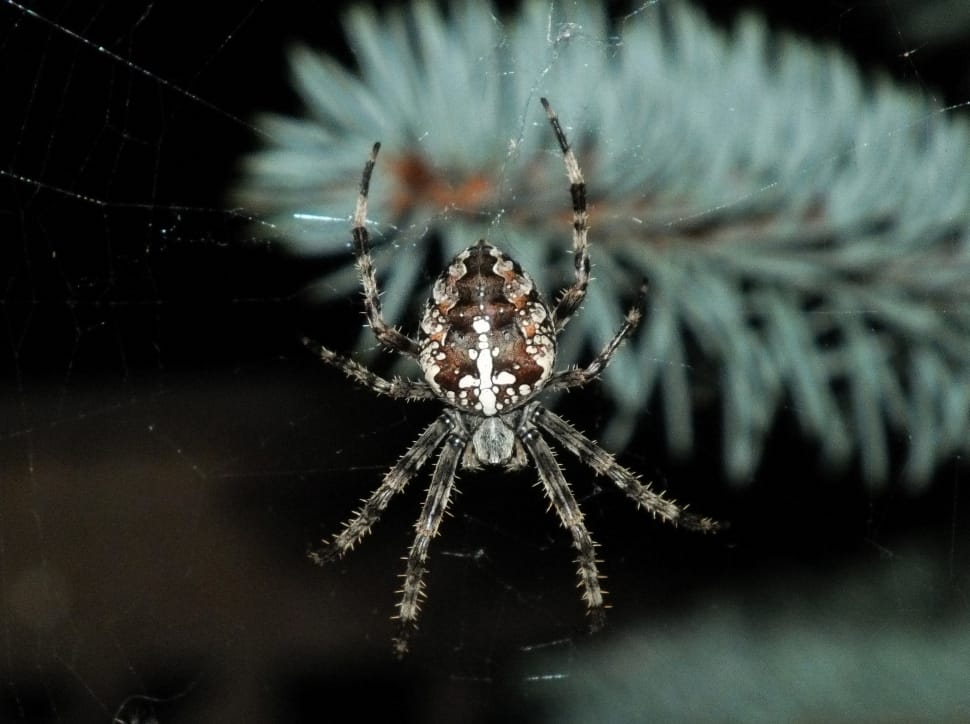 grey barn spider preview