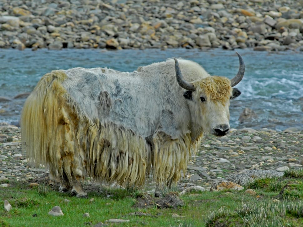 beige buffalo near body of water preview