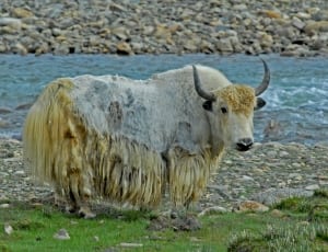 beige buffalo near body of water thumbnail