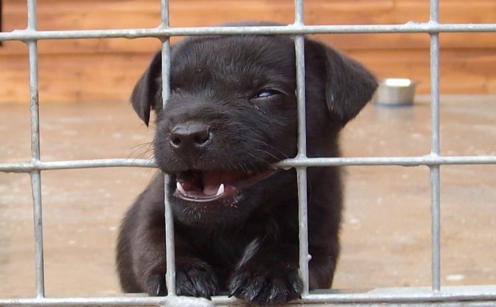 black labrador retriever puppy preview