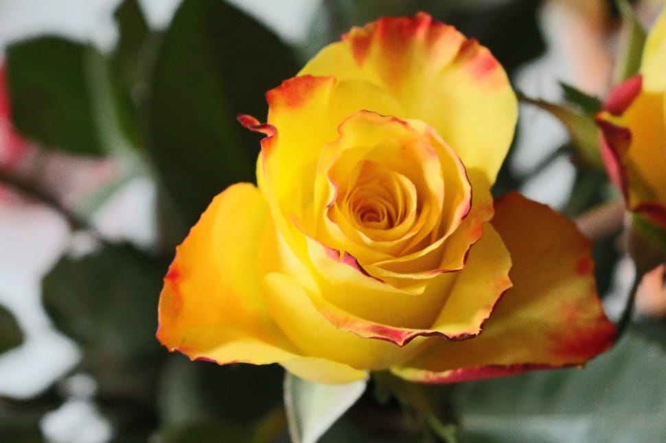 yellow and red rose in close up photography preview