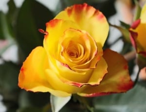 yellow and red rose in close up photography thumbnail