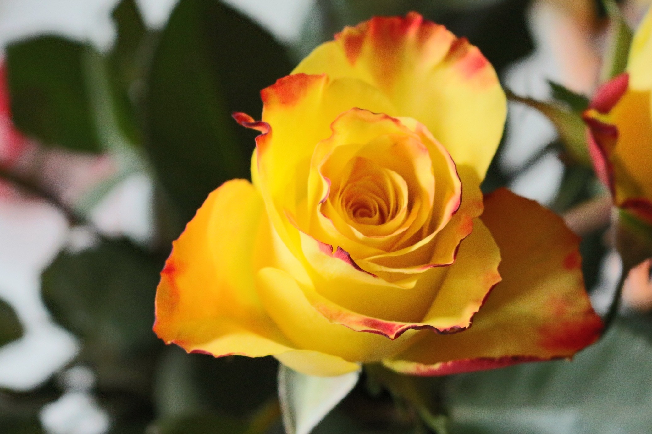 yellow and red rose in close up photography