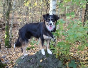tricolor bernese mountain dog thumbnail