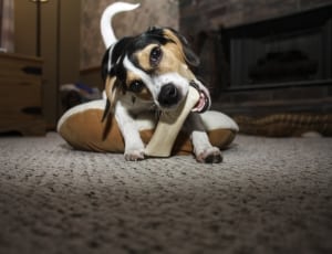 black brown and white beagle thumbnail