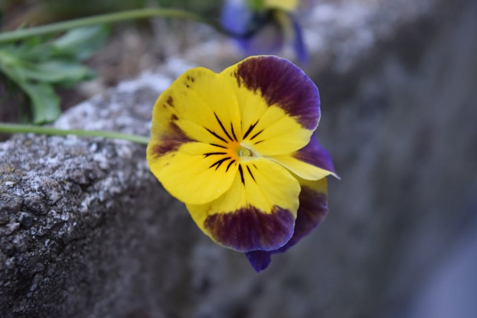 yellow and purple flower preview