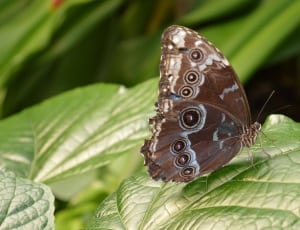 blown black and gray butterfly thumbnail