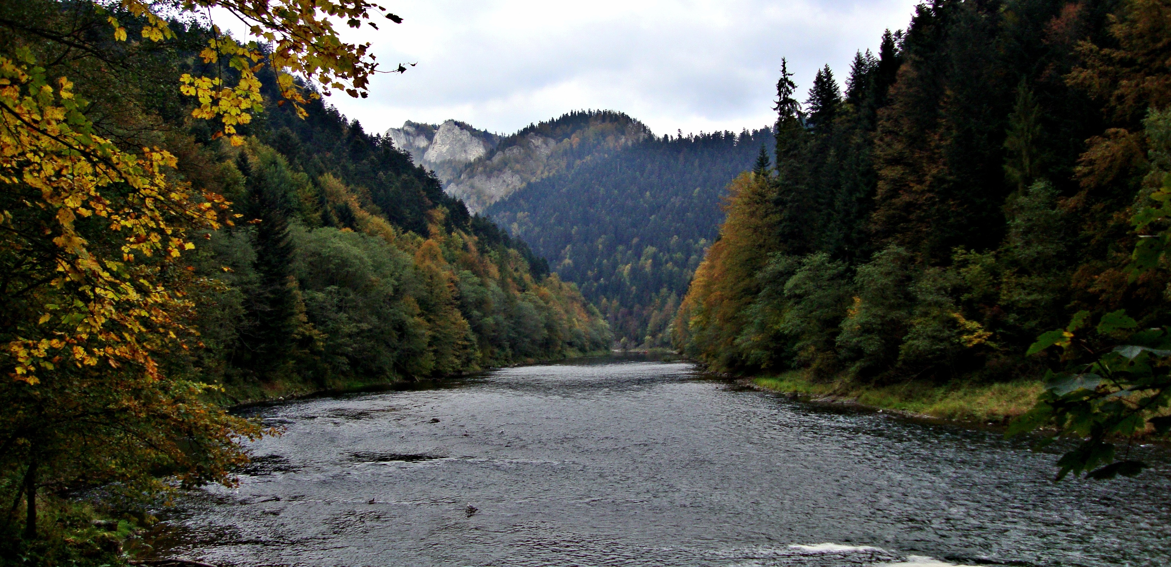 river in between pine trees