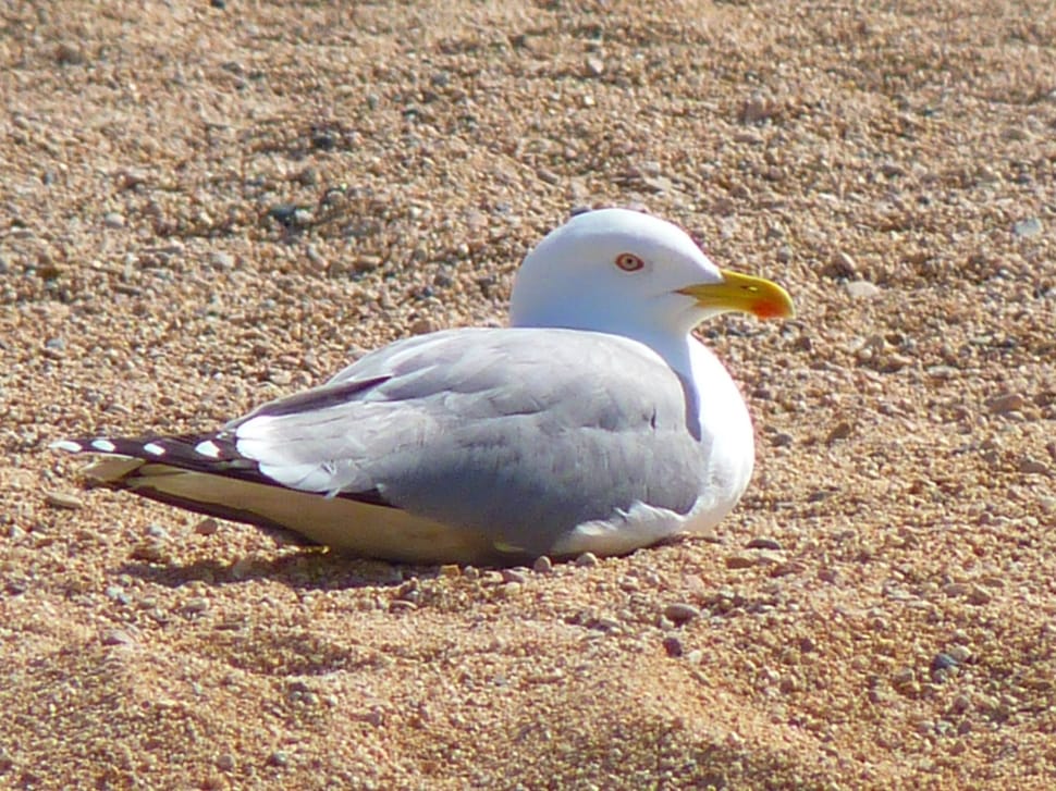 white and brown bird on seashore preview