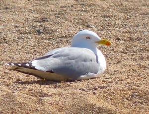 white and brown bird on seashore thumbnail