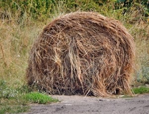 brown hay near green grass during dayttime thumbnail