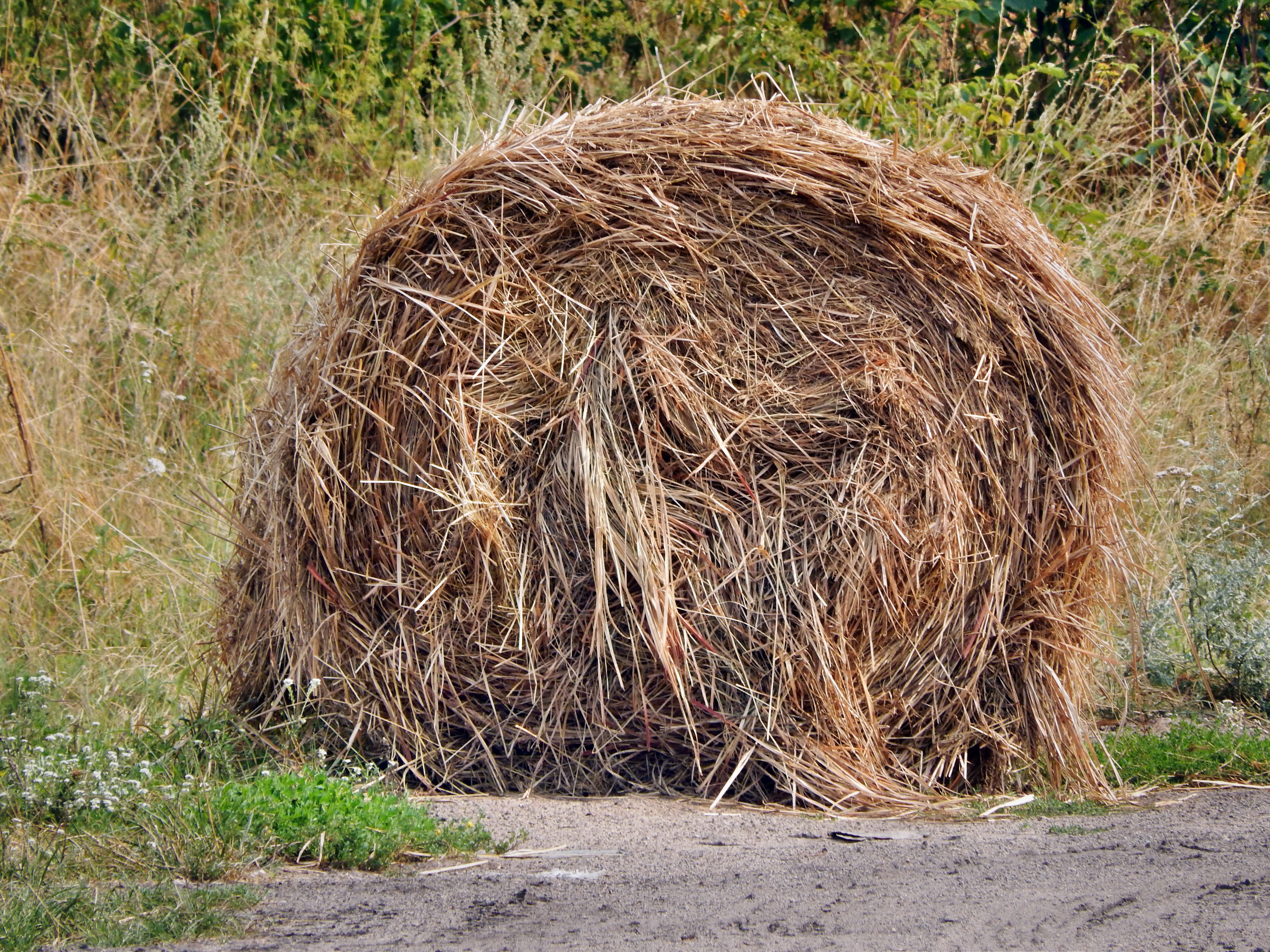 brown hay near green grass during dayttime