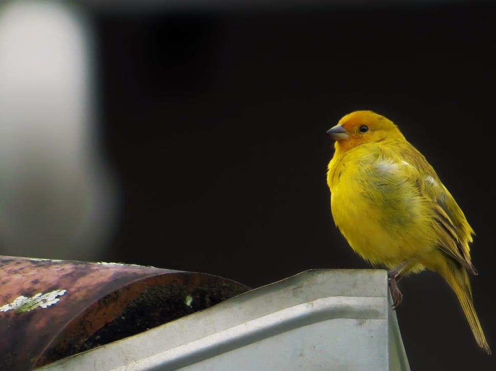 yellow bird preview