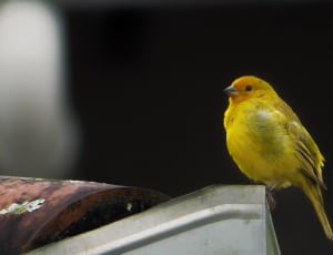 yellow bird thumbnail